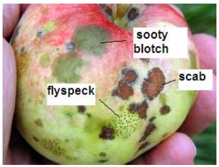 Figure 1 apple dd .jpg